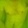 _licker_