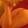 Angiina