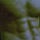 uros_leijona